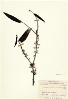 藏品(水麻)的圖片